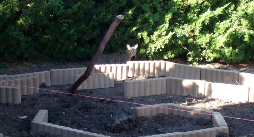 Jose inspects one of many large roots I had to dig out
