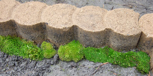 green transplanted moss