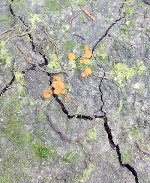 green moss and orange lichen